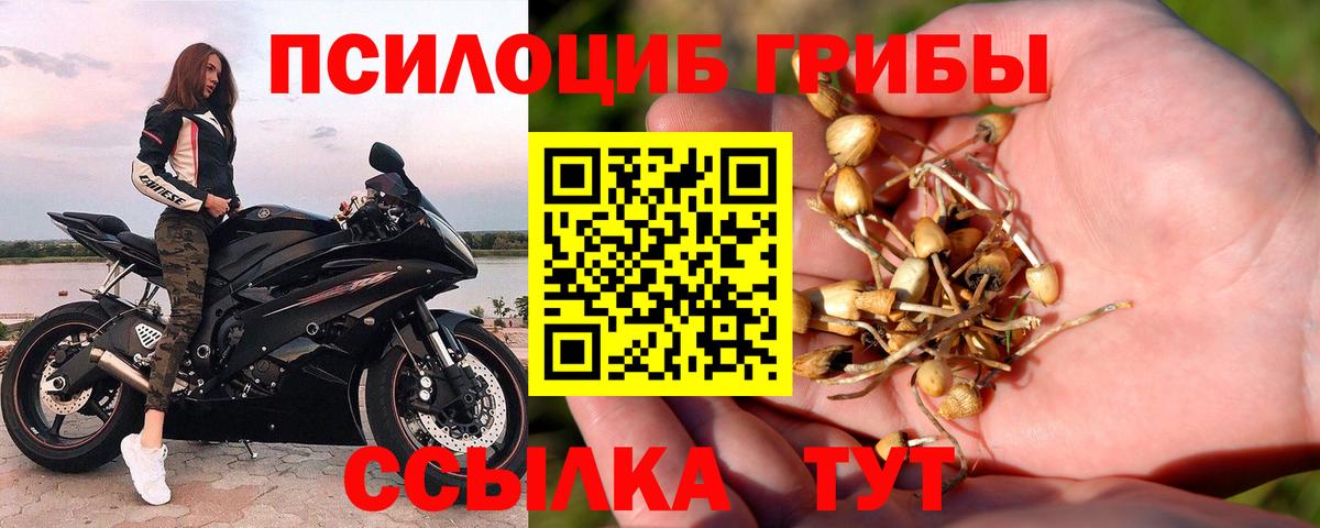 Псилоцибиновые грибы Cubensis Красный Сулин